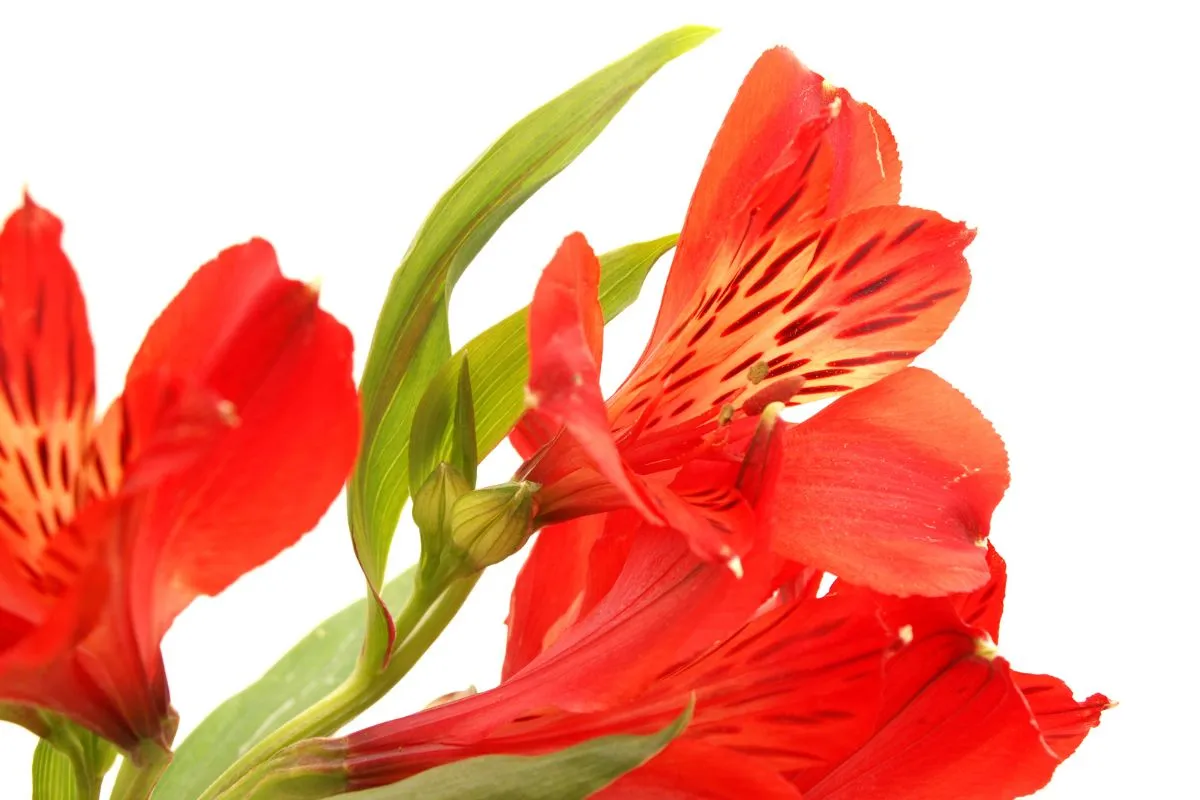 Receita com PANC Astromélia – Alstroemeria caryophyllaea