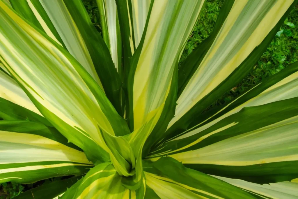 Folhagem longa em forma de roseta verde e amarela da Furcraea foetida ‘Striata’