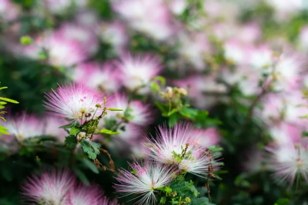 Calliandra brevipes flores tipo pompom em cores branca e rosa 