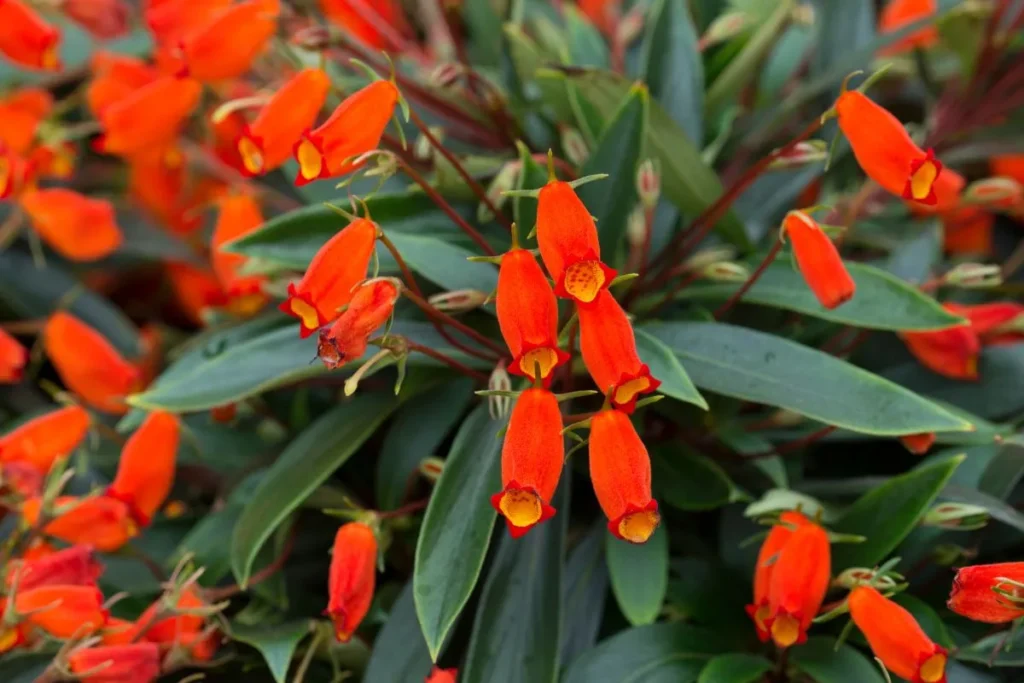 Seemannia sylvatica com muitas flores vermelhas e folhas verdes de plantas para jardim externo