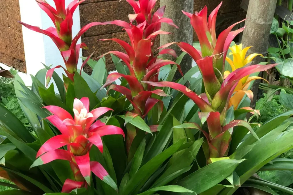 Várias bromélias Guzmania lingulata 'Cherry' de cores laranja, vermelha e amarela com outras plantas para jardim externo atrás