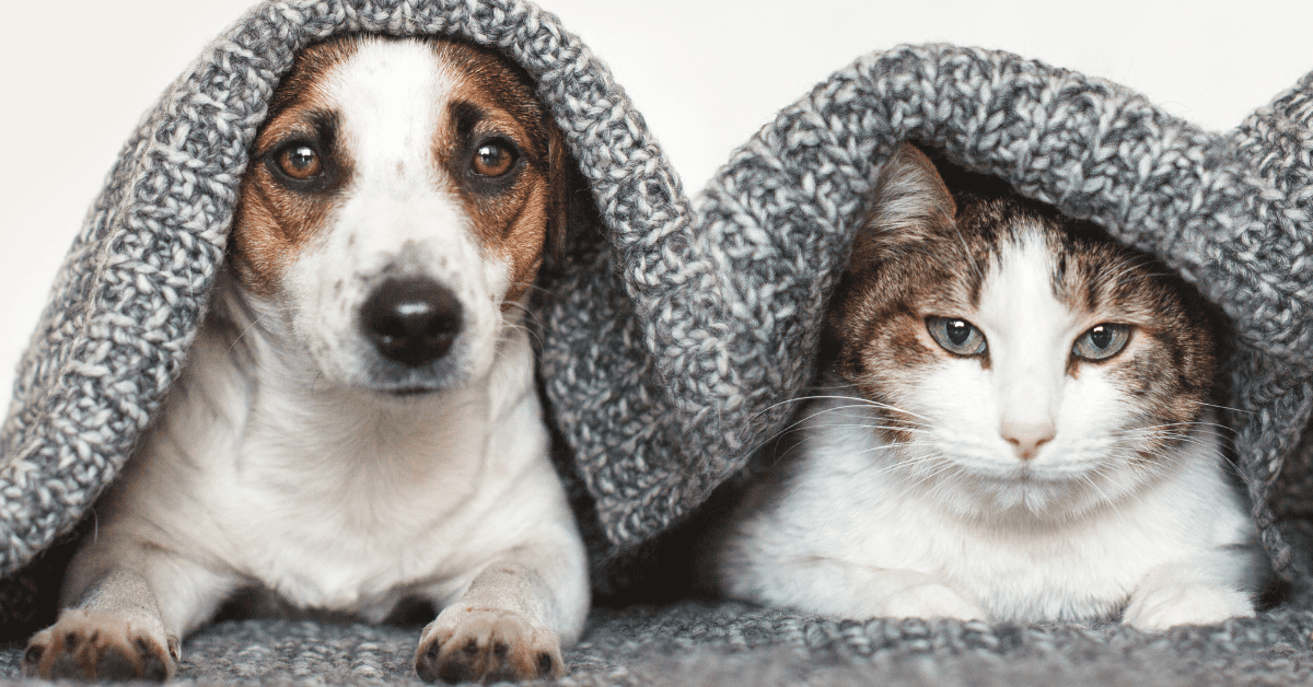 Gato e Cachorro Pode Beber Água de Coco