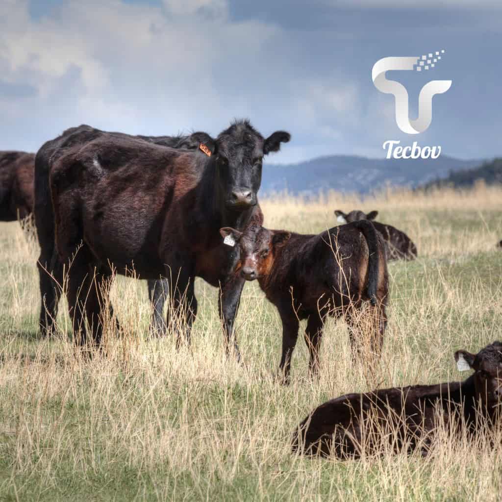 como ter sucesso na Inseminação Artificial em bovinos