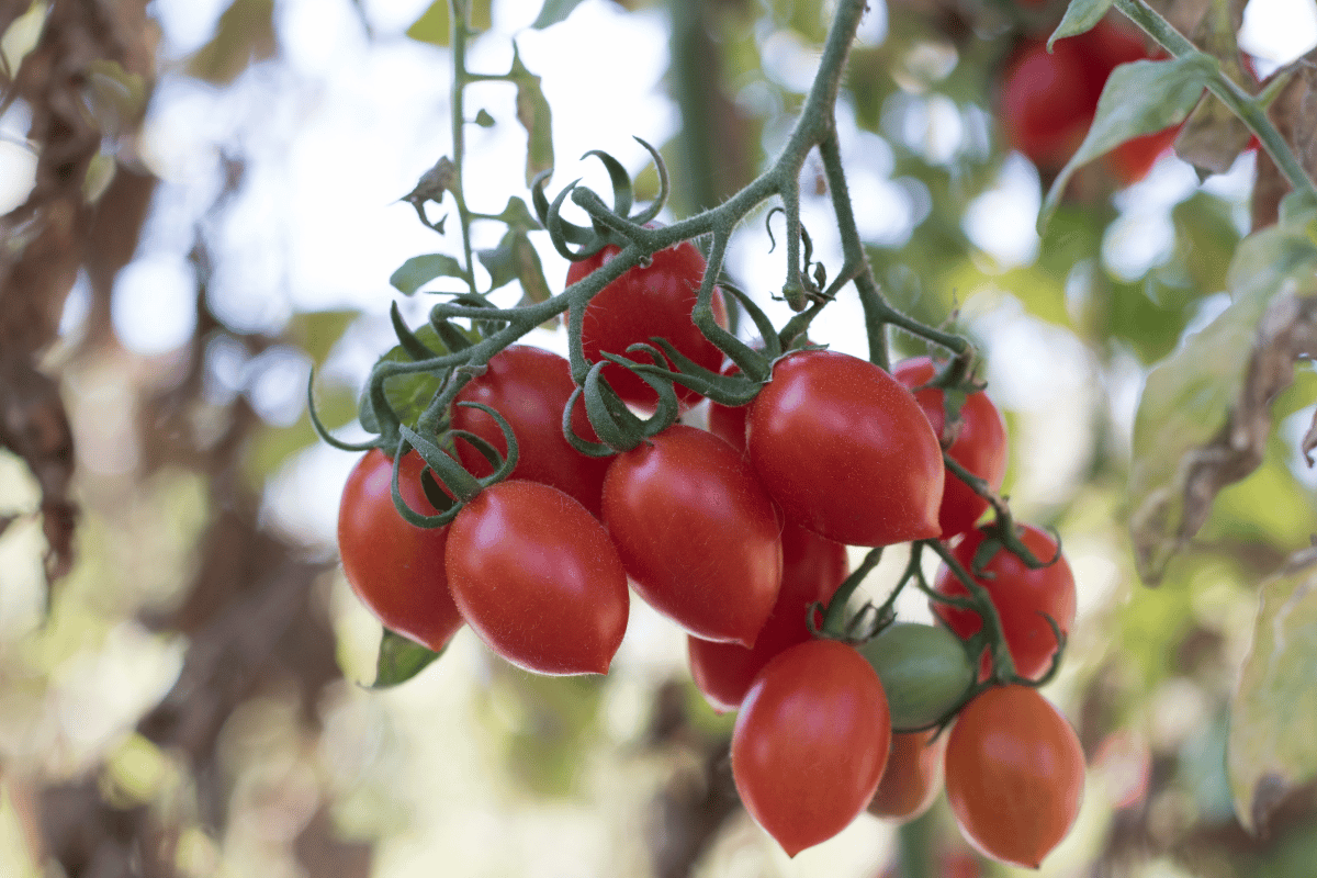 Você está visualizando atualmente Como plantar tomate grape para fazer deliciosas saladas orgânicas e saudáveis