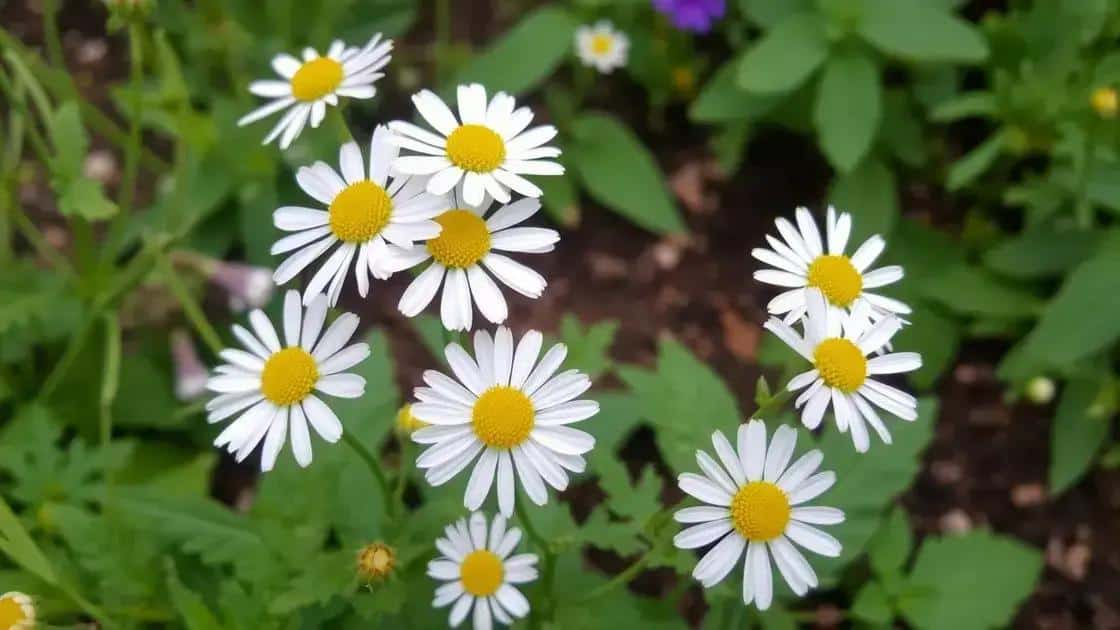 Leia mais sobre o artigo Aprenda a cuidar e colher flores para chás
