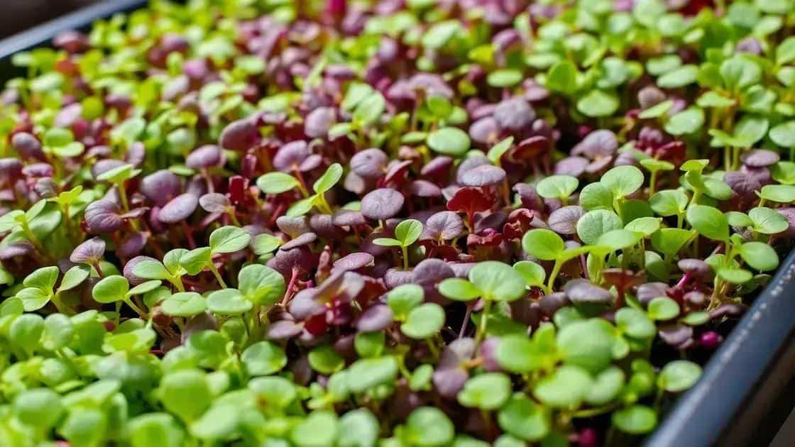 Leia mais sobre o artigo Microverdes em Bandejas Rasas: Como Produzir Vegetais Nutritivos em 10 dias com 3cm de Profundidade